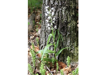 Langblättriges Waldvöglein (Cephalanthera longifolia) - © Philipp Sengl